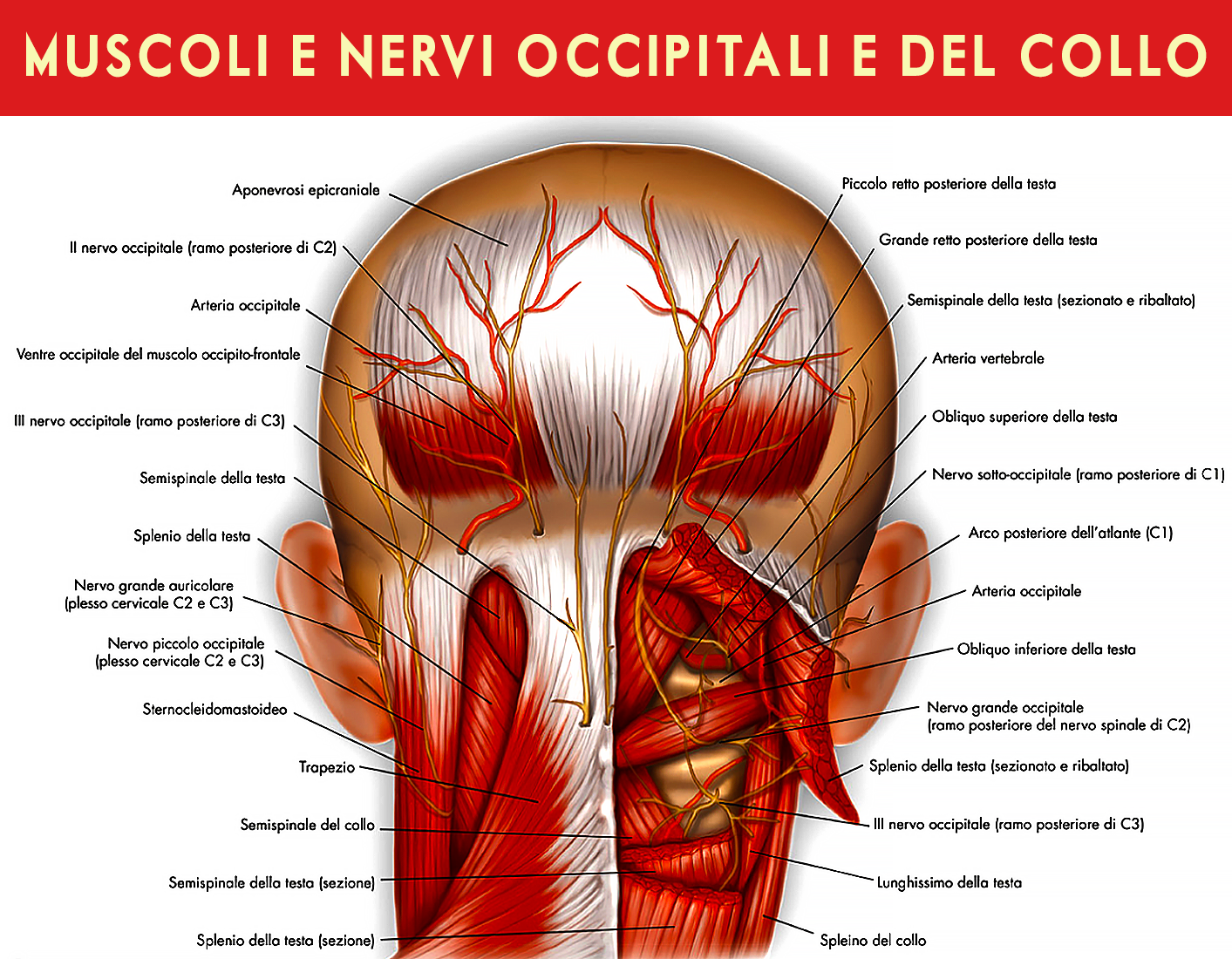 i muscoli e nervi occipitali e del collo