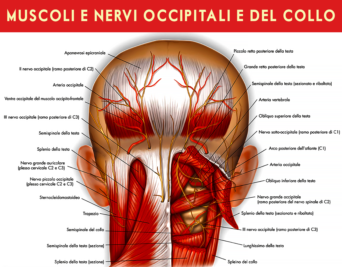 i muscoli e nervi occipitali e del collo i muscoli e nervi occipitali e del collo